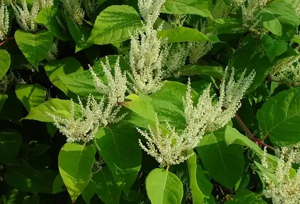 Does Polygonum Cuspidatum Extract Promote Healthy Circulation?